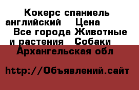 Кокерс спаниель английский  › Цена ­ 4 500 - Все города Животные и растения » Собаки   . Архангельская обл.